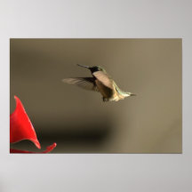 Pájaro del tarareo posters