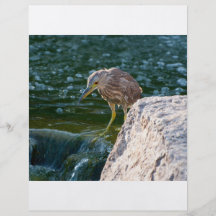 pájaro en aviador del agua flyer a todo color