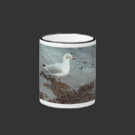 Pájaro en el borde del agua. Gaviota de cabeza neg tazas