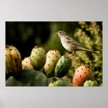 Pájaro en el cactus impresiones