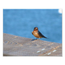 Pájaro en muelle fotografías  