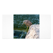 pájaro en photocard del agua tarjetas fotograficas 