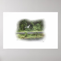 pájaro en vuelo posters