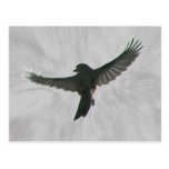 Pájaro en vuelo tarjetas postales