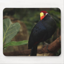 Pájaro exótico Mousepad