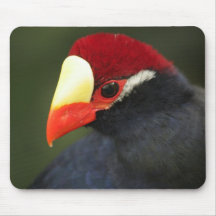 Pájaro exótico Mousepad