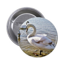 Pájaro hermoso del cisne pin