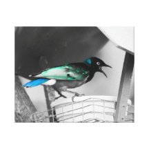 Pájaro Impresión En Lienzo Estirada