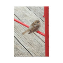 Pájaro Lona Estirada Galerías