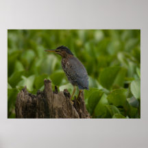 pájaro marrón impresiones