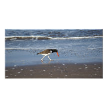 Pájaro mexicano con el pico rojo San Blas Tarjeta Con Foto Personalizada