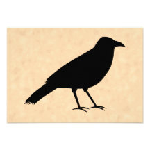 Pájaro negro del cuervo en un modelo del pergamino comunicado
