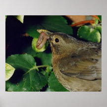 Pájaro negro que trae la comida poster