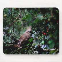Pájaro tímido del ratón en el matorral tapete de raton