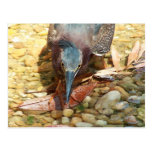 Pájaro tonto tarjetas postales
