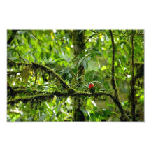 Pájaro tropical rojo impresiones fotograficas