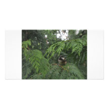 Pájaros, árboles, montañas, naturaleza, amor, pais tarjetas personales con fotos