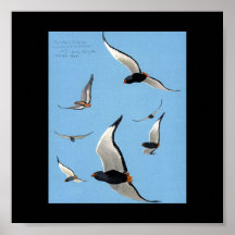 Pájaros Arte-Abisinios 12 de Chicago del Poster-Vi