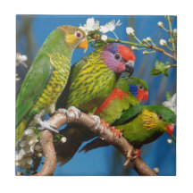 Pájaros coloridos azulejo