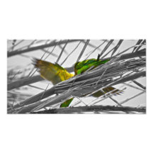 Pájaros coloridos impresión fotográfica