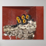 Pájaros de bebé posters