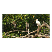 Pájaros de Ibis en San Blas México Tarjeta Fotográfica