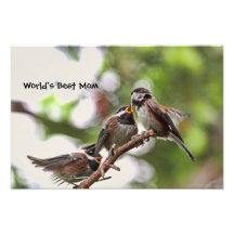 Pájaros de la madre y de bebé fotografias