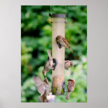 Pájaros de la mañana posters
