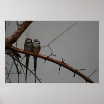 Pájaros del amor poster