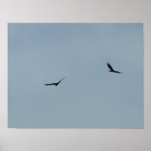 Pájaros en el cielo poster