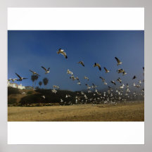 Pájaros en el movimiento posters