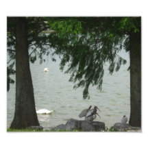 Pájaros en la foto del lago