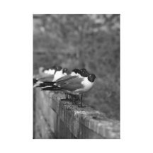Pájaros en la pared impresiones en lienzo estiradas