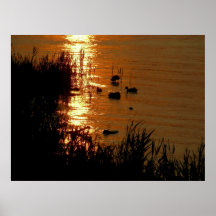 Pájaros en la puesta del sol posters