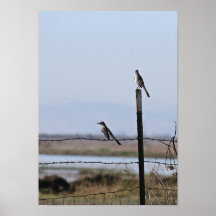 "Pájaros en un alambre", cosecha del retrato Poster