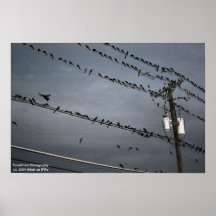 Pájaros en un alambre posters
