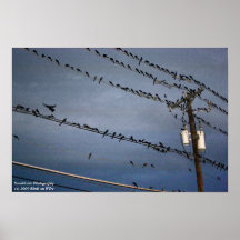 Pájaros en un alambre impresiones