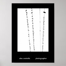 Pájaros en un alambre poster