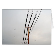 Pájaros en un alambre tarjeta