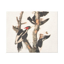 Pájaros extintos: Audubon Marfil-Cargó en cuenta l Impresión De Lienzo