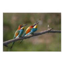 Pájaros Fotografía