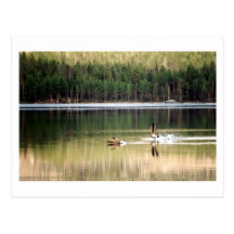 Pájaros Tarjetas Postales