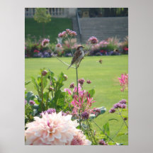 Pájaros y abejas parisienses del jardín posters