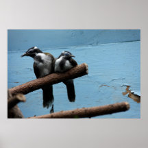 Pájaros y una pared azul impresiones