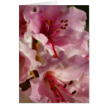 Palidezca - la tarjeta rosada de Rhododendrom