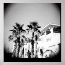 Palma blanco y negro posters