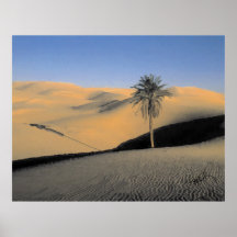 Palma del desierto poster