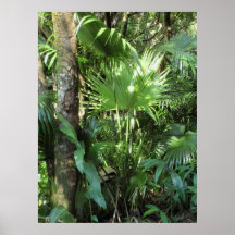 Palma hawaiana salvaje posters