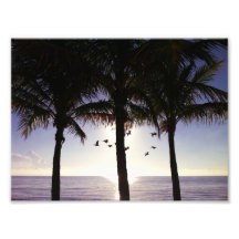 Palmas del pelícano foto