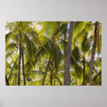 Palmas Posters
